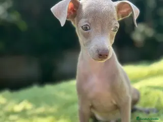 Pequeño Lebrel Italiano perros Piccolo lebrel italiano - Anuncio 38