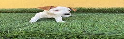 Jack Russell Terrier perros en venta: Camada de Jack Russell de pata corta  - Anuncio 4