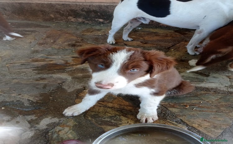 Border Collie perros - Propaganda 2