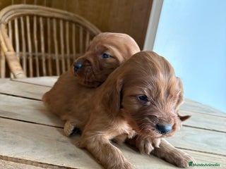 Setter Irlandés Rojo perros Setter Irlandes - Anuncio 1