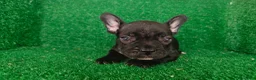Bulldog Francés perros en venta: Bulldog francés  - Anuncio 17