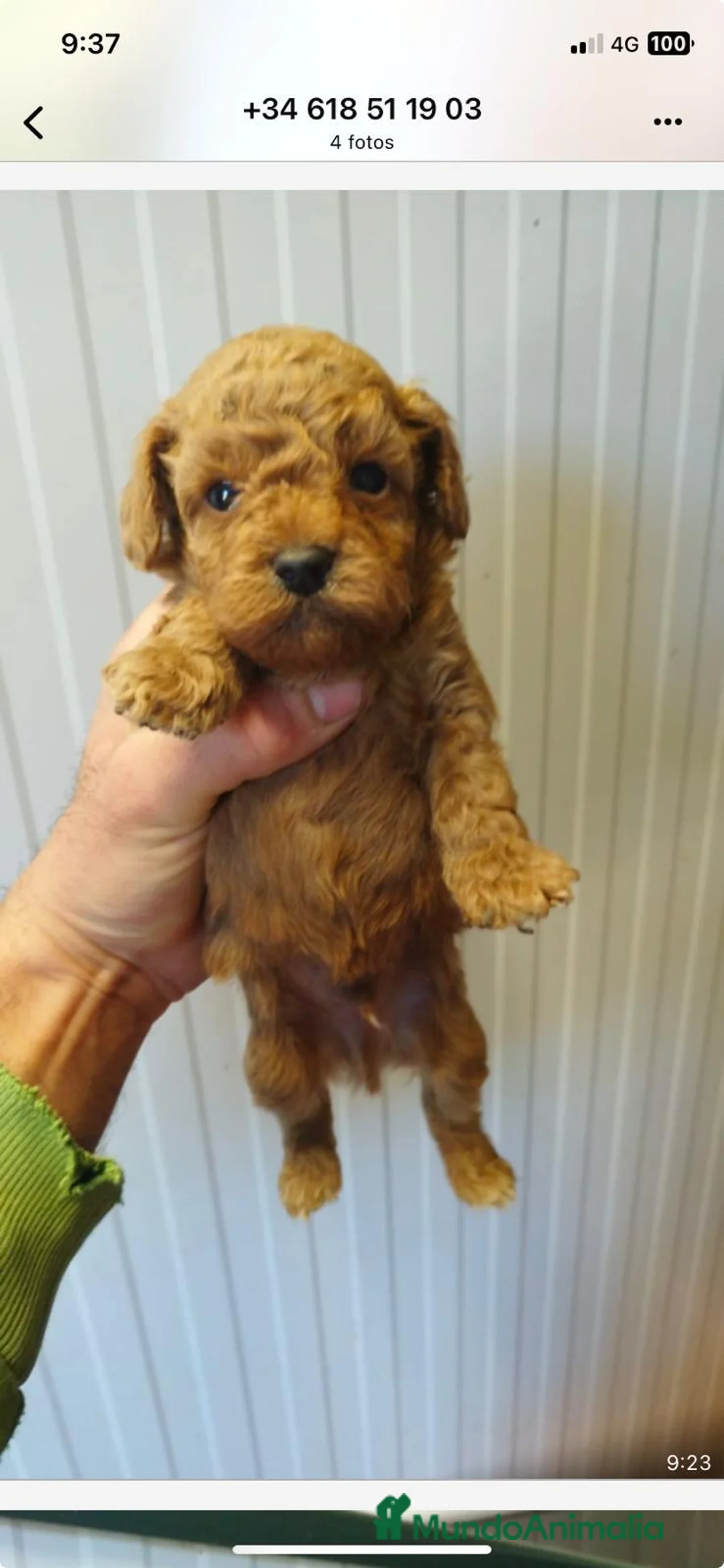 Caniche Enano perros en venta: Caniches de tamaño pequeño  en Barcelona - Anuncio 5