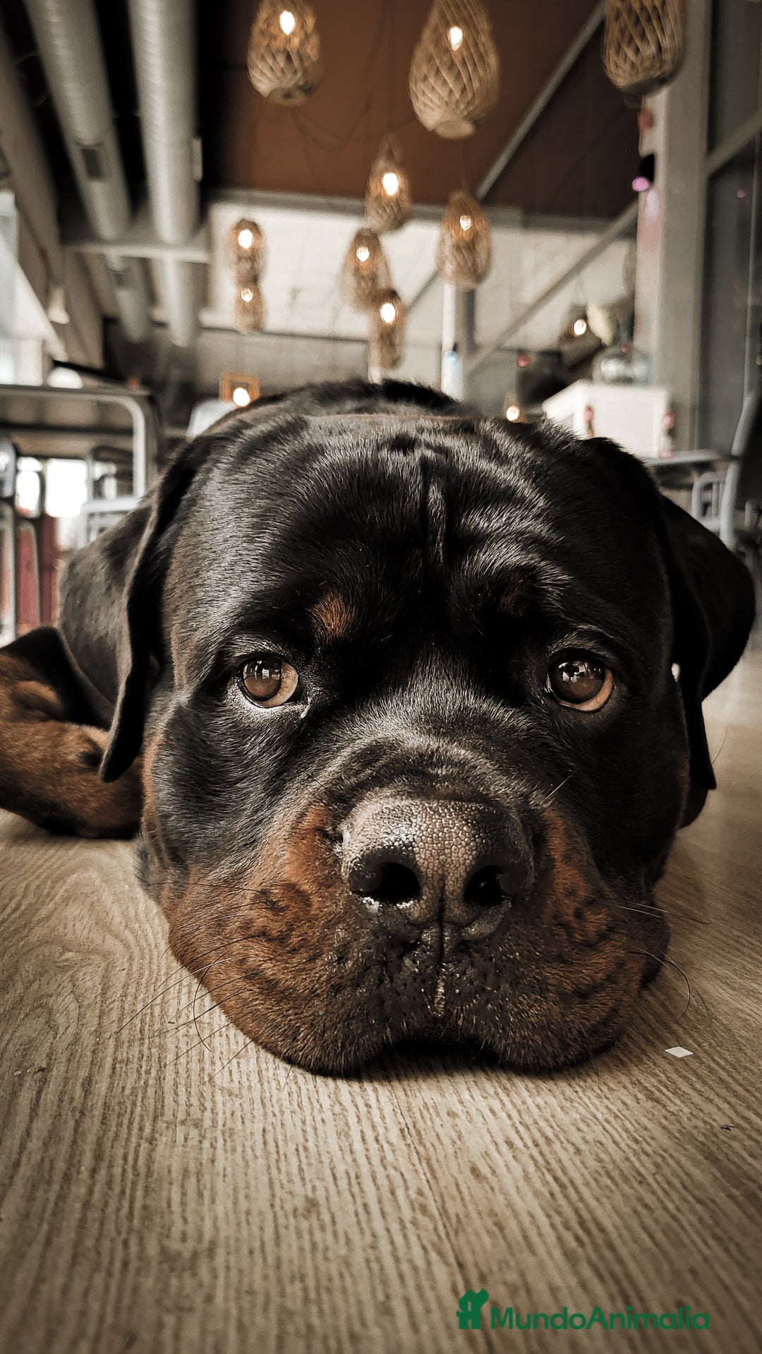 Rottweiler perros para monta: ROTTWEILER - Anuncio 14