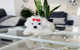 Bichón Maltés perros en venta: Excelente cachorrito de bichon maltés macho - Imagen 2