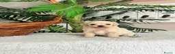 Maltipoo perros en venta: MALTIPOO COREANO - MACHO - Anuncio 13
