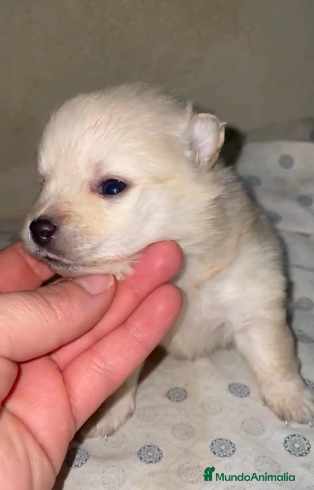 Pomerania perros en venta: Lulu pomerania toy - Anuncio 3