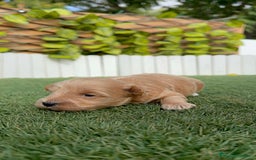 Maltipoo perros en venta: MALTIPOO - Imagen 5
