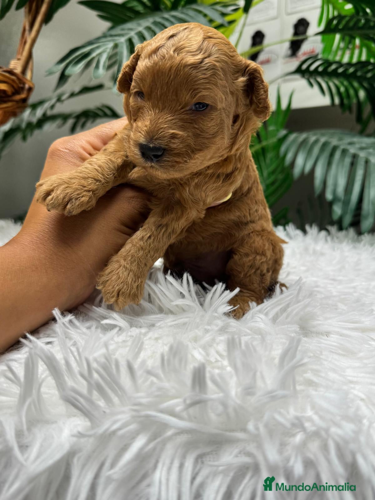 Caniche Enano perros CANICHE ENANO - Anuncio 1