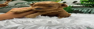 Caniche Enano 1