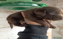 Labrador Retriever perros en venta: Labrador  - Anuncio 5