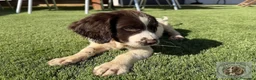 English Springer Spaniel perros en venta: Leo de Reverte - Anuncio 3