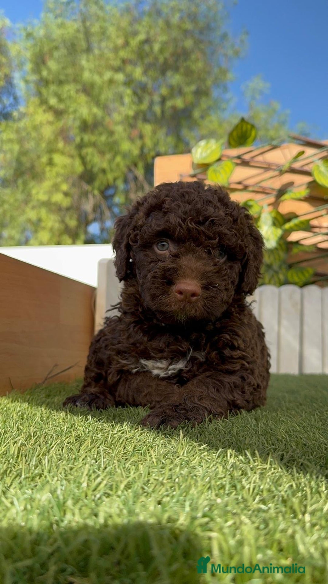 Perro de Agua Español perros en venta: PERRO DE AGUA HEMBRA - Imagen 6