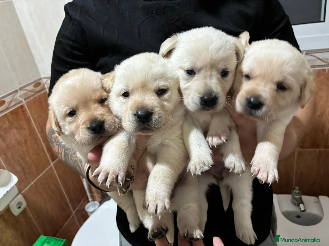 Labrador Retriever perros en venta: Labrador Retriever  - Anuncio 1