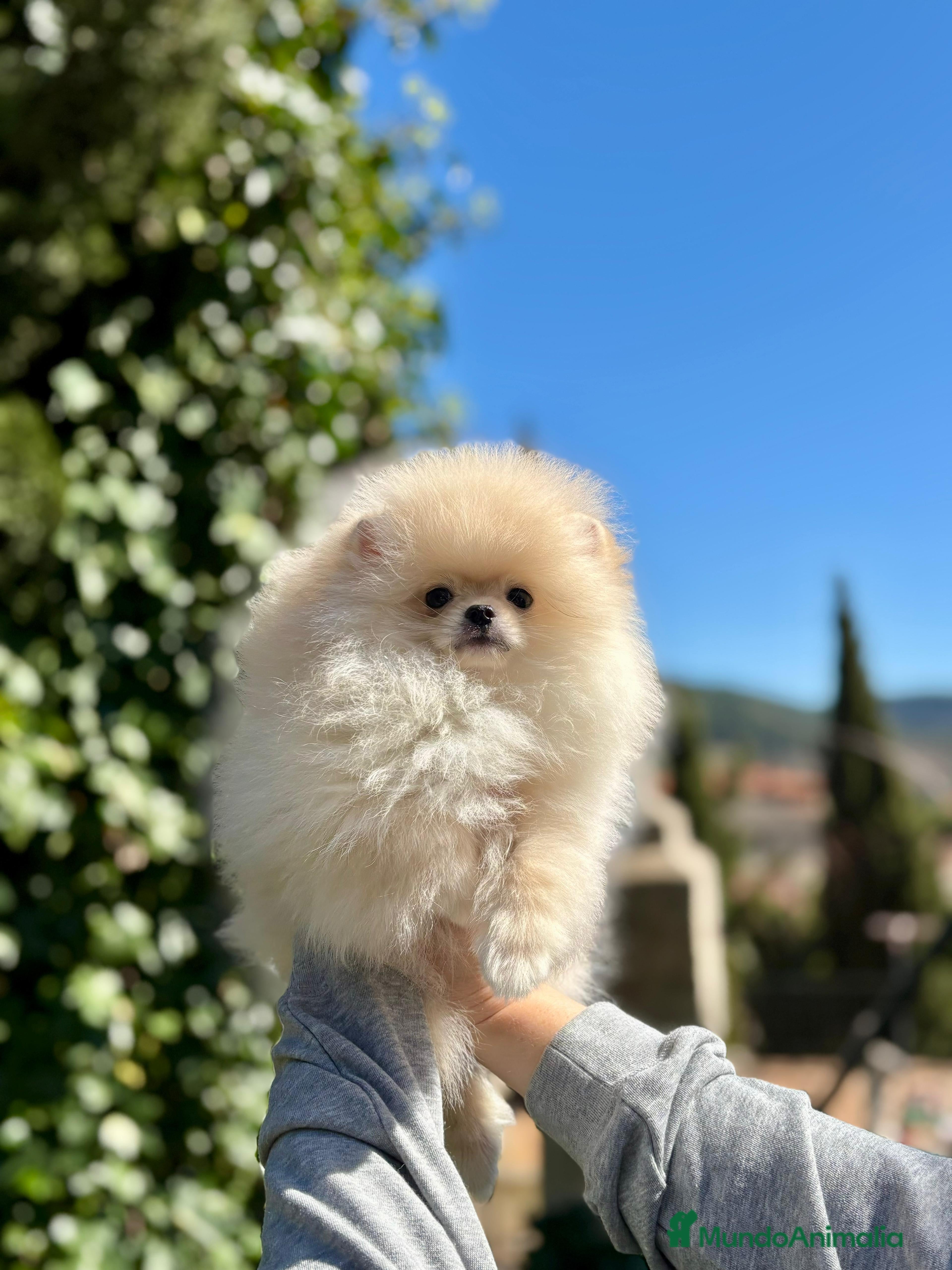 Pomerania perros Machito línea coreana  - Anuncio 2
