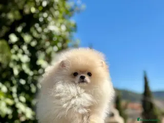 Pomerania perros Machito línea coreana - Anuncio 2