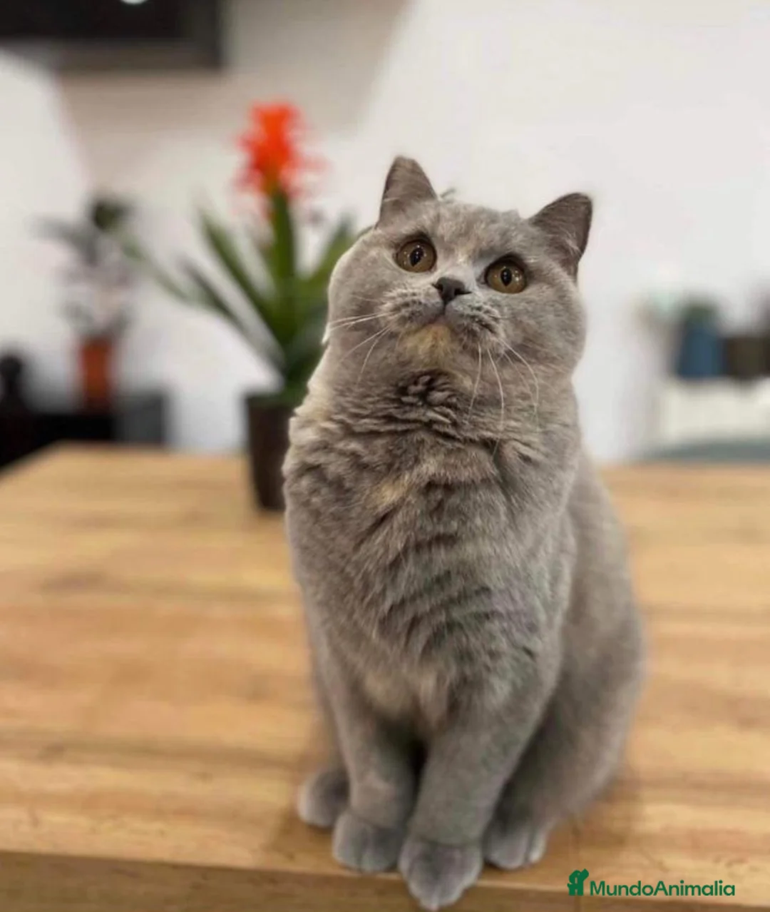 Británico de Pelo Corto gatos en venta: British shorthair - Anuncio 5