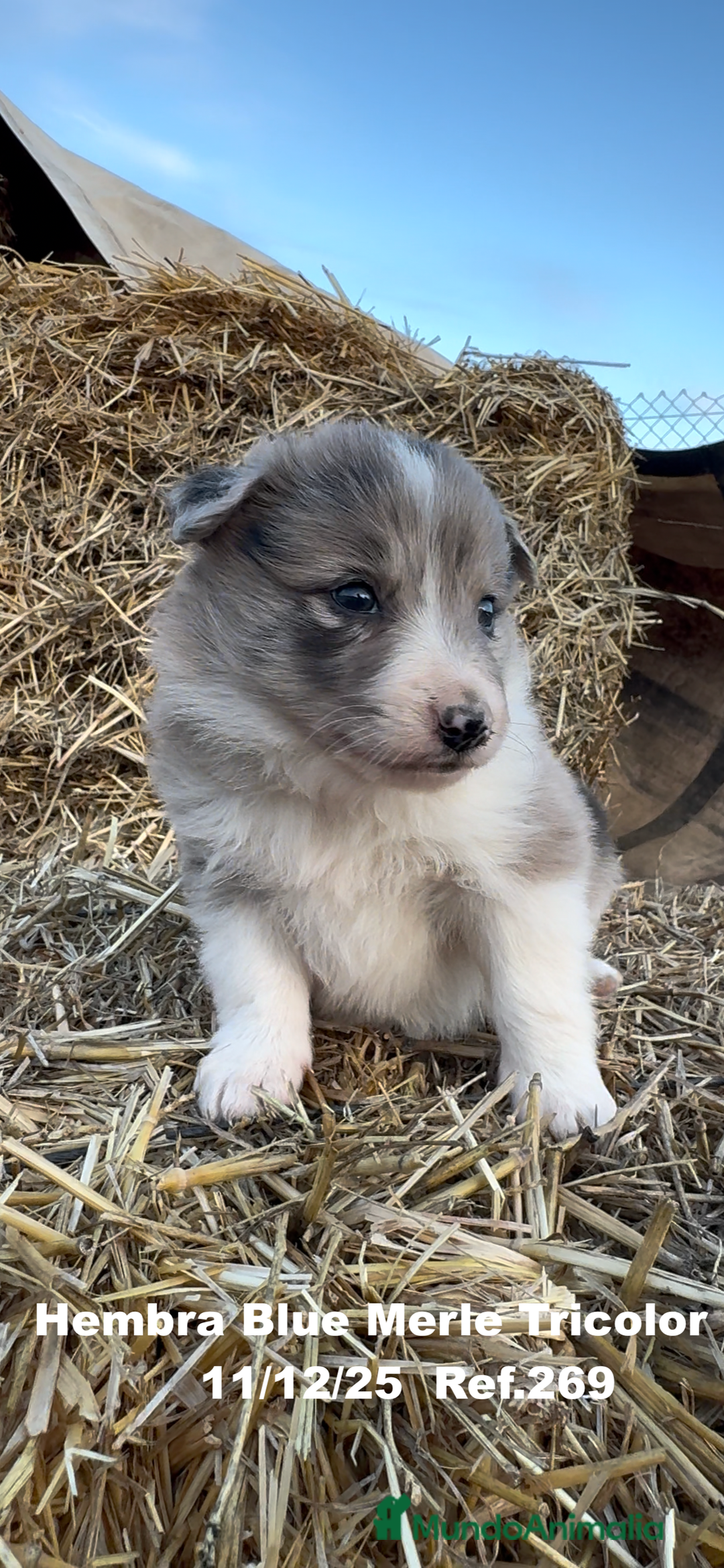Border Collie perros en venta: Border Collie - Anuncio 6