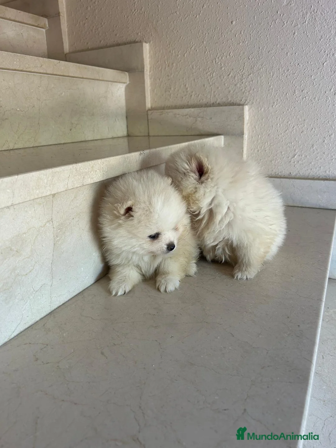 Pomerania perros en venta: Lulú de pomerania toys - Anuncio 2