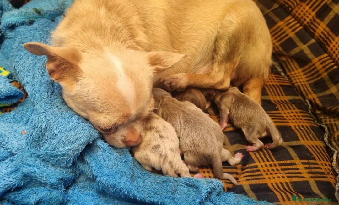 Chihuahua perros en venta: Chihuahuas - Imagen 3