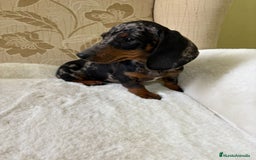 Teckel Miniatura perros en venta: Teckel miniatura varios colores  - Imagen 22