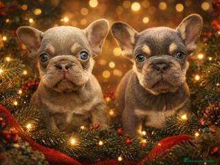 Bulldog Francés perros Bulldog francés entrega para reyes - Anuncio 1