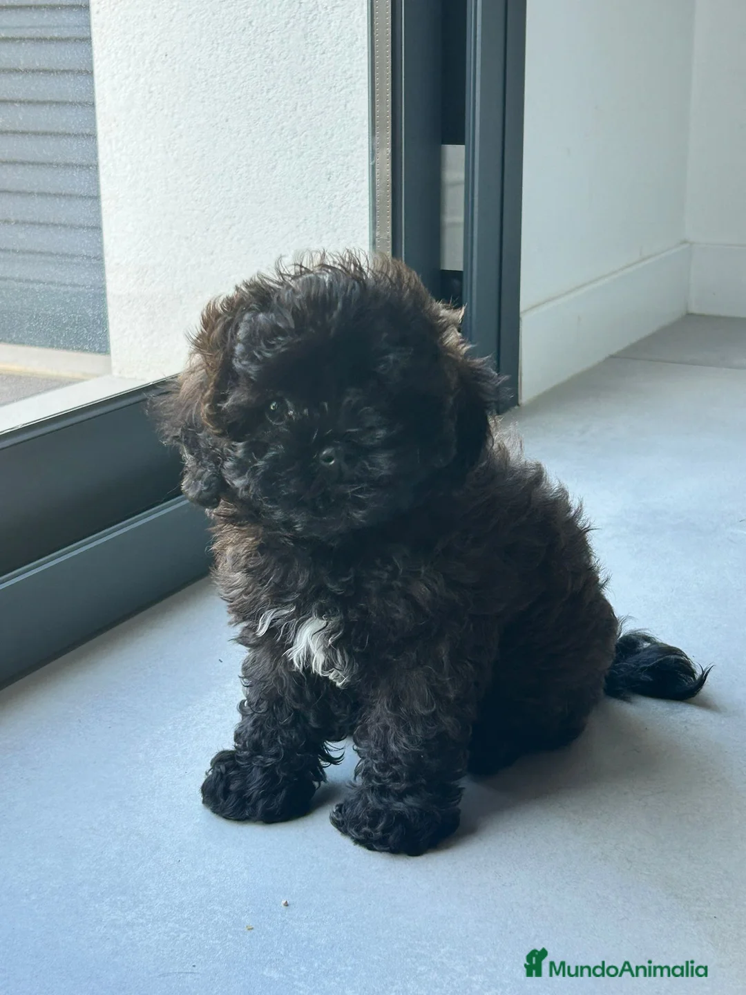 Maltipoo perros en venta: Maltipoo mini  - Anuncio 5