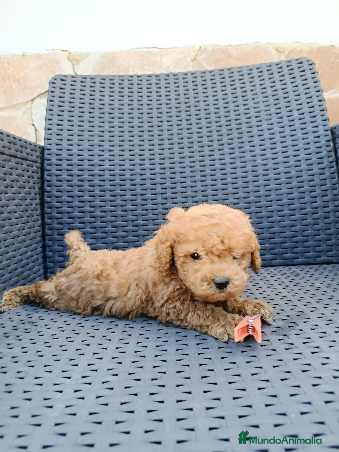 Caniche Toy perros Caniche toy  - Anuncio 4