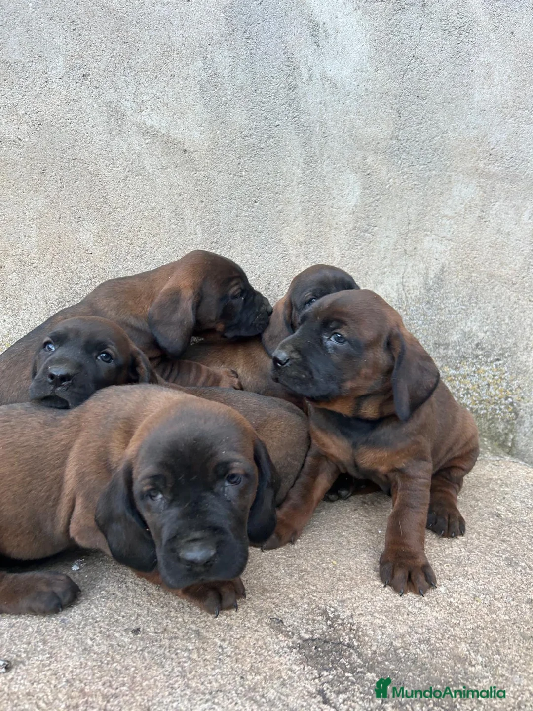 Sabueso de Sangre de Baviera perros en venta: SABUESO - Anuncio 2