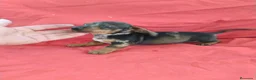 Teckel Miniatura perros en venta: Machito teckel arlequín  - Anuncio 4