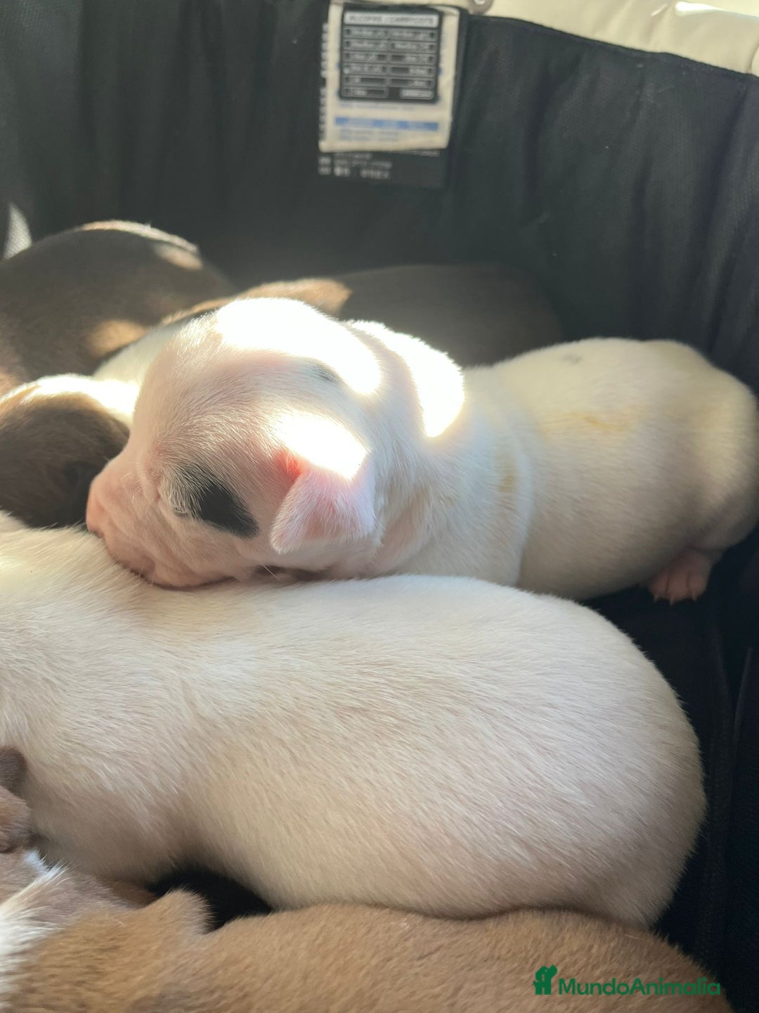 American Staffordshire-Terrier perros en venta: Americana stanfford  - Anuncio 4