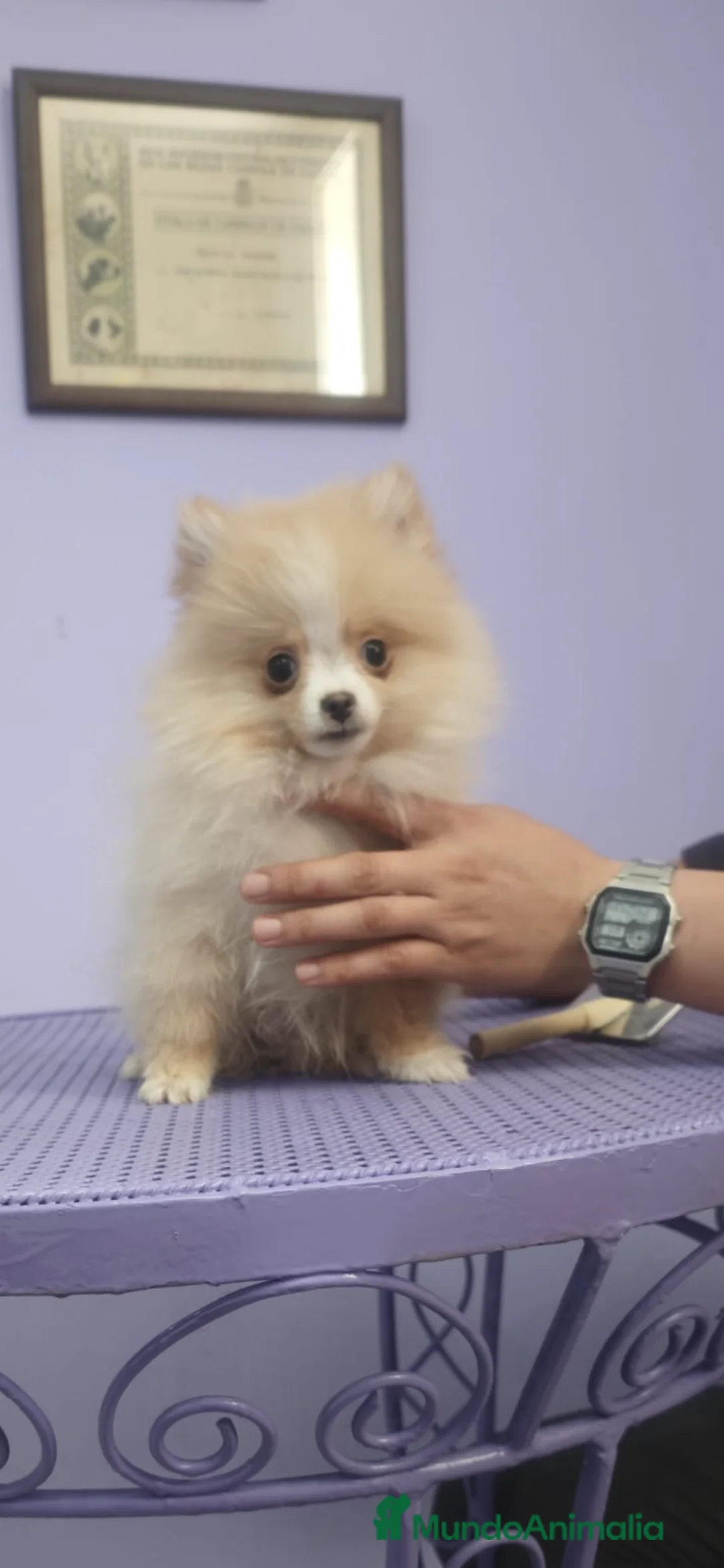 Pomerania perros en venta: Pomerania Crema Mini - Anuncio 6