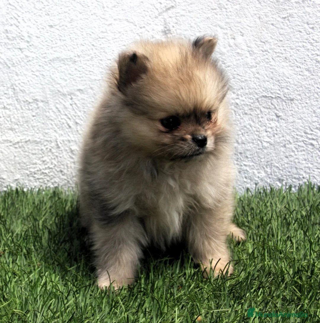 Pomerania perros en venta: Pomerania - Anuncio 2