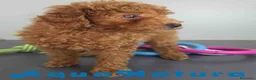 Caniche Toy perros en venta: Caniche Macho 1916 AQUANATURA - Anuncio 4