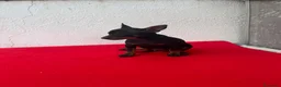 Pinscher Miniatura perros en venta: Mini pincher - Anuncio 3