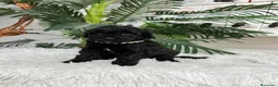 Caniche Enano perros en venta: CANICHE ENANO - Anuncio 8
