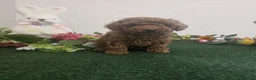 Caniche Toy perros en venta: EJEMPLARES DE CANICHE TOY  - Anuncio 2