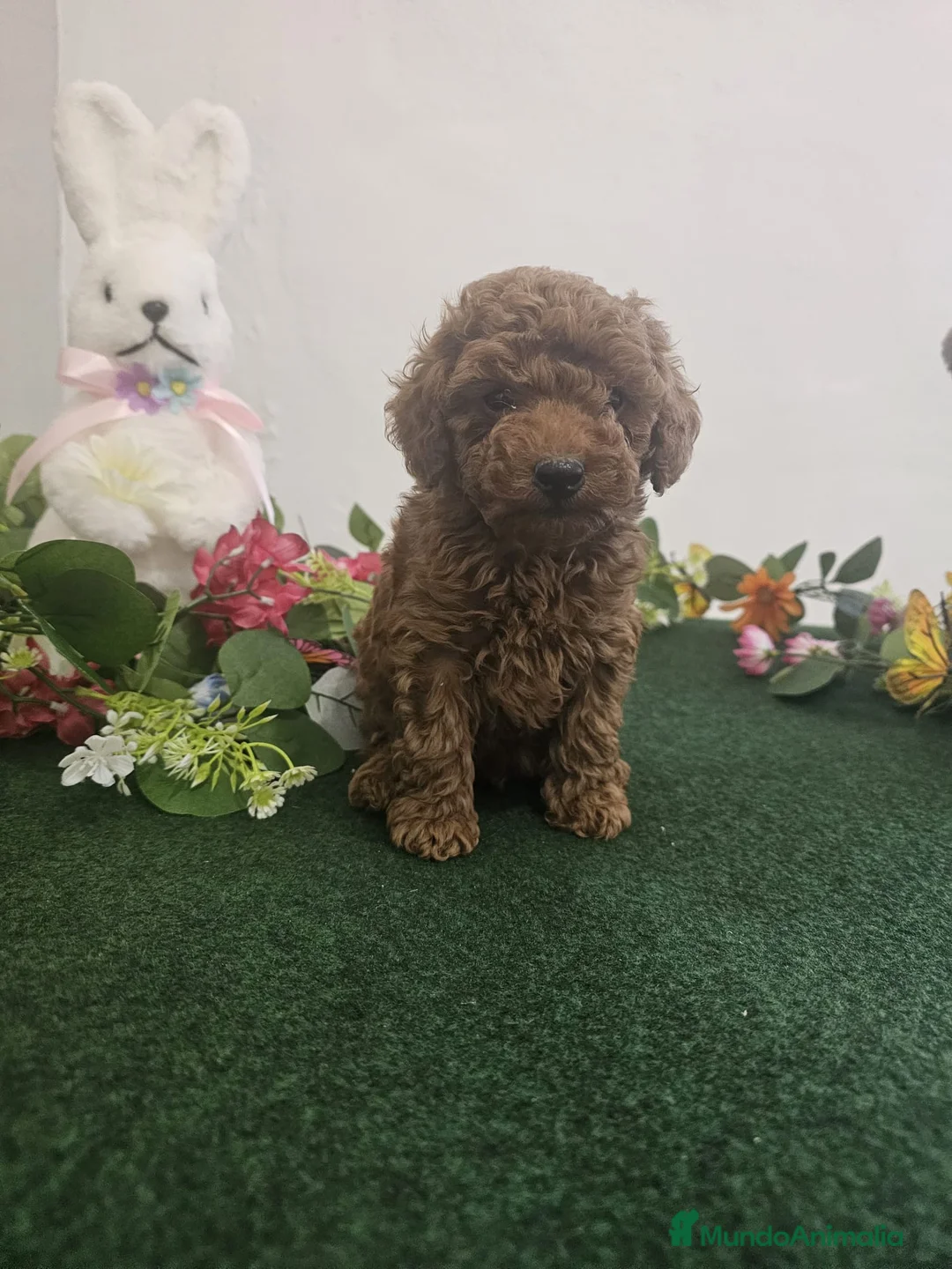 Caniche Toy perros en venta: EJEMPLARES DE CANICHE TOY  - Anuncio 2