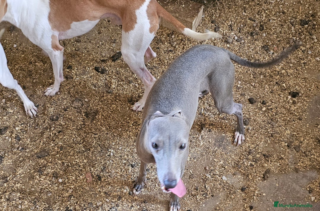 Pequeño Lebrel Italiano perros en venta: Lebrel italiano  - Imagen 2
