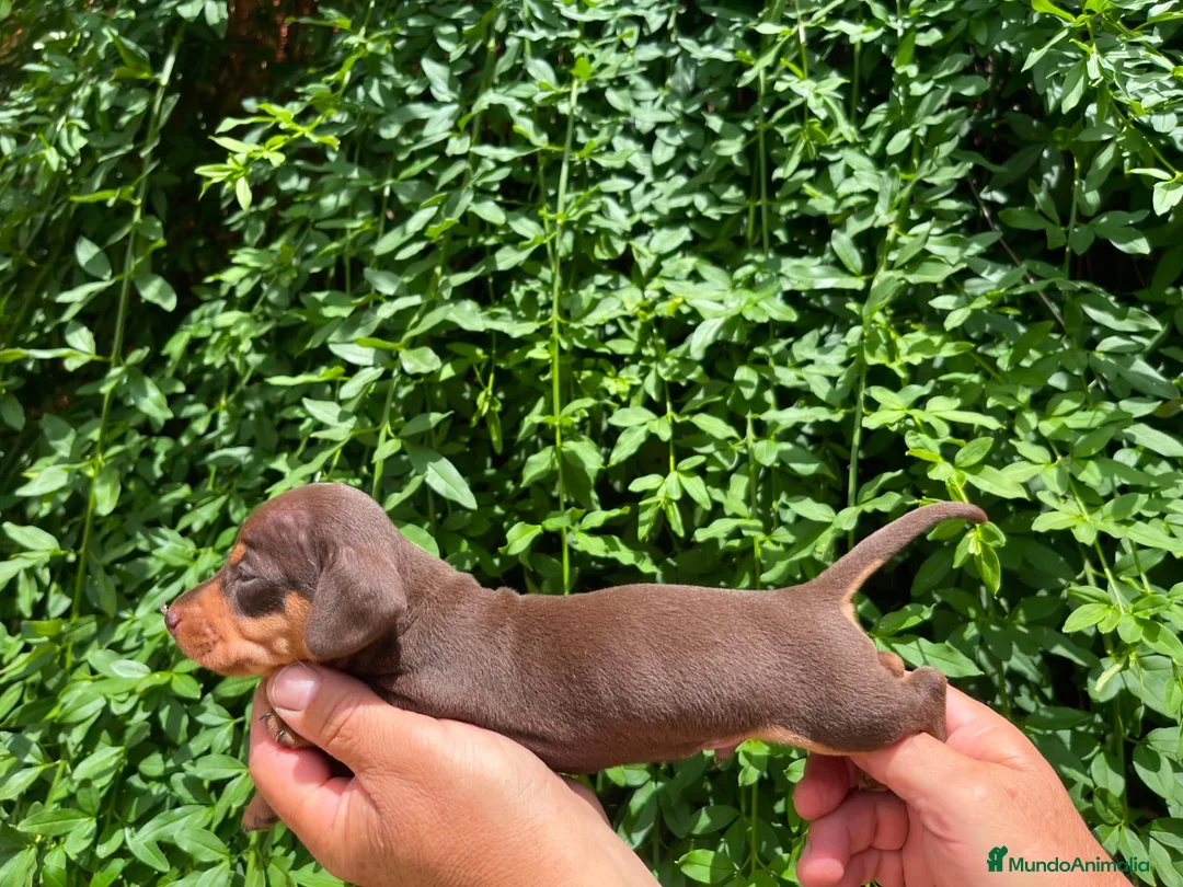 Teckel Miniatura perros en venta: Cachorros Teckel miniatura  - Anuncio 3