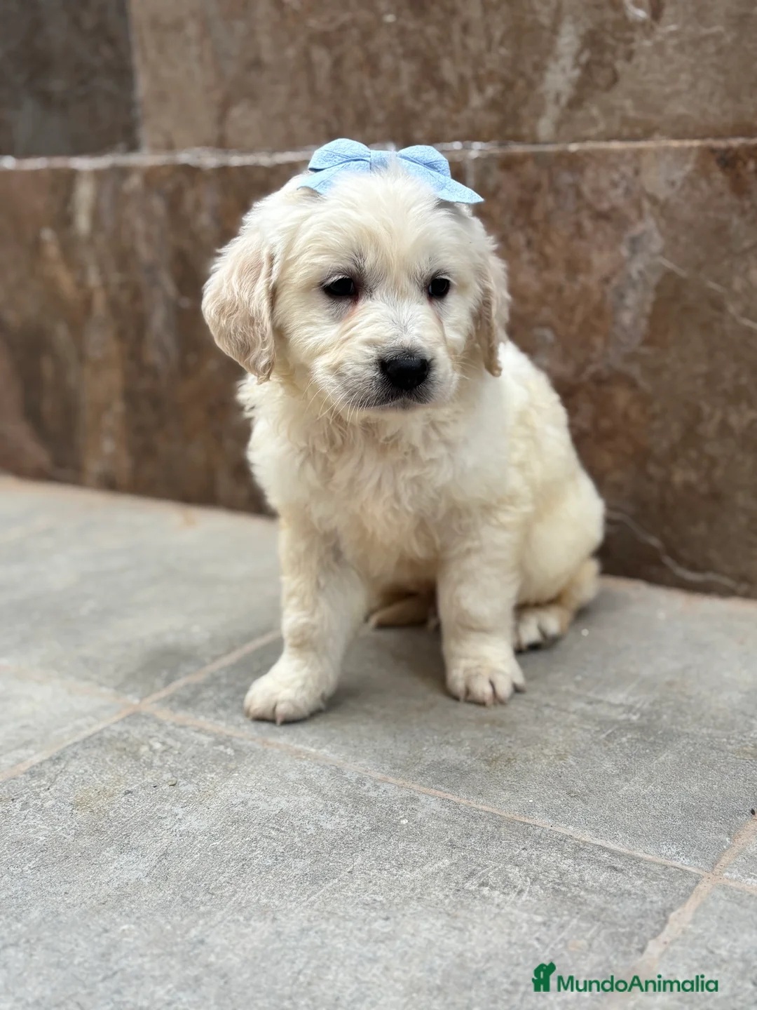 Golden Retriever perros en venta: Últimos machos de golden retriever para entregar! - Anuncio 4