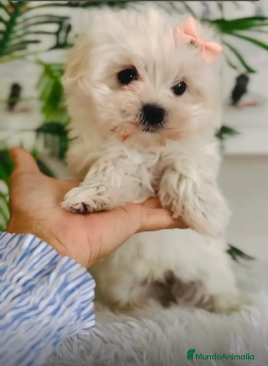 Bichón Maltés perros en venta: BICHÓN MALTÉS HEMBRA-LÍNEA COREANA - Anuncio 2