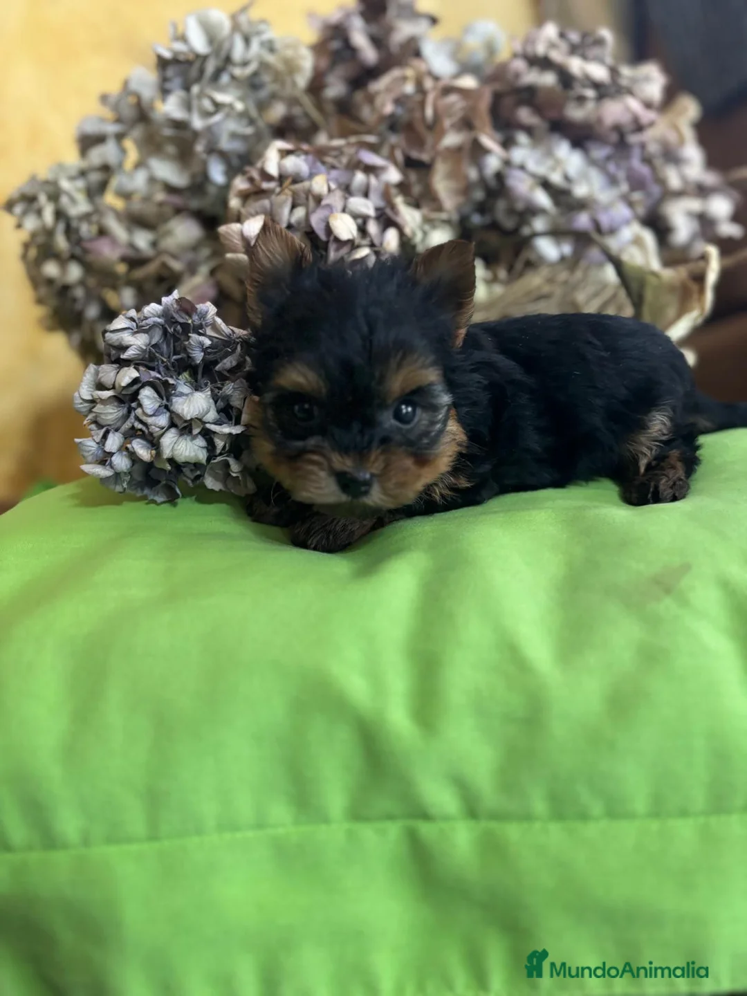 Yorkshire Terrier perros en venta: Yorkshire Toy fotos actuales hembra y macho !! - Anuncio 6