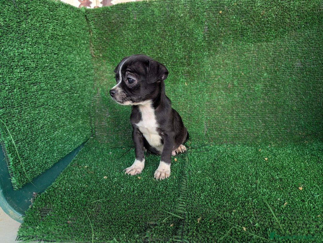 Chihuahua perros en venta: Chihuahua  - Anuncio 5