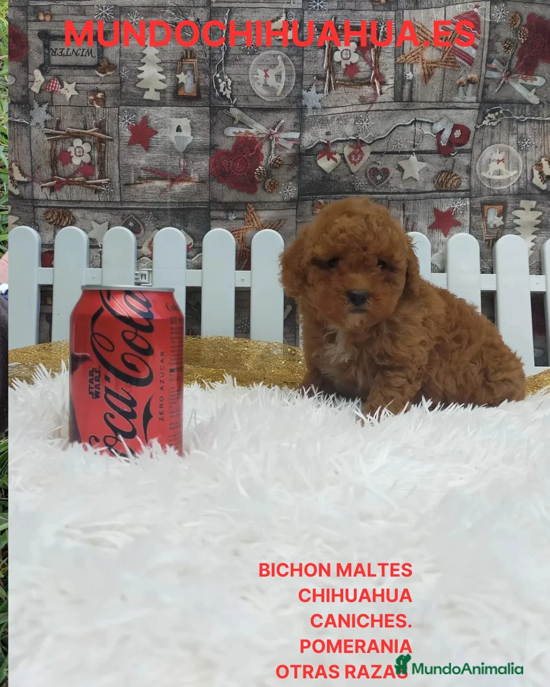 Caniche Toy perros en venta: IMPRECIONANTES  CANICHES  ROJO  TOY - Anuncio 2