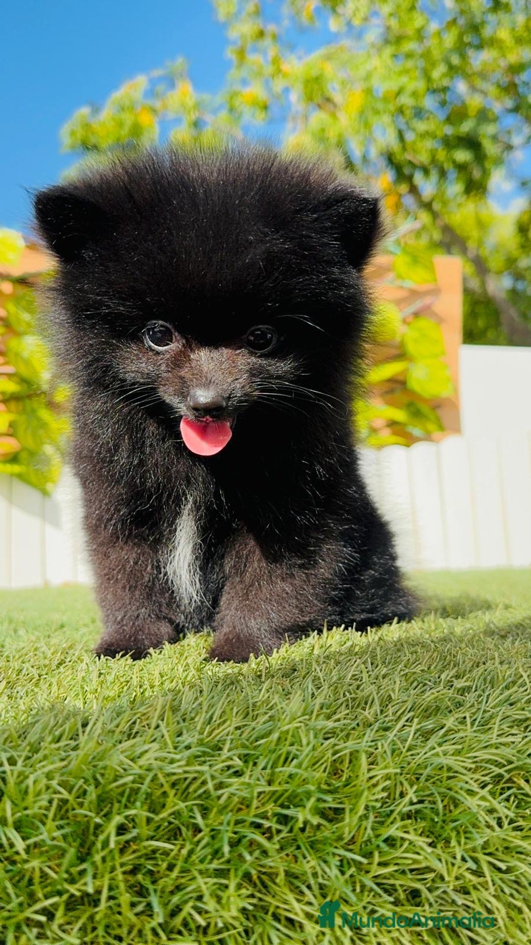Pomerania perros en venta: POMERANIA HEMBRA - Imagen 6