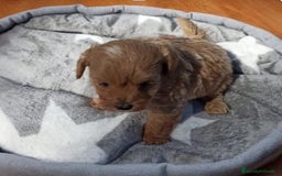 Caniche Toy perros en venta: Caniche toy Hembra y macho  - Anuncio 3