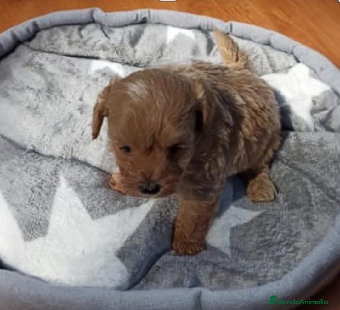 Caniche Toy perros en venta: Caniche toy Hembra y macho  - Anuncio 3