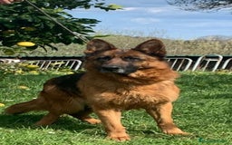 Pastor Alemán perros en venta: Pastor alemán  - Imagen 5
