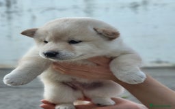 Shiba Inu perros en venta: Cachorros  - Imagen 6