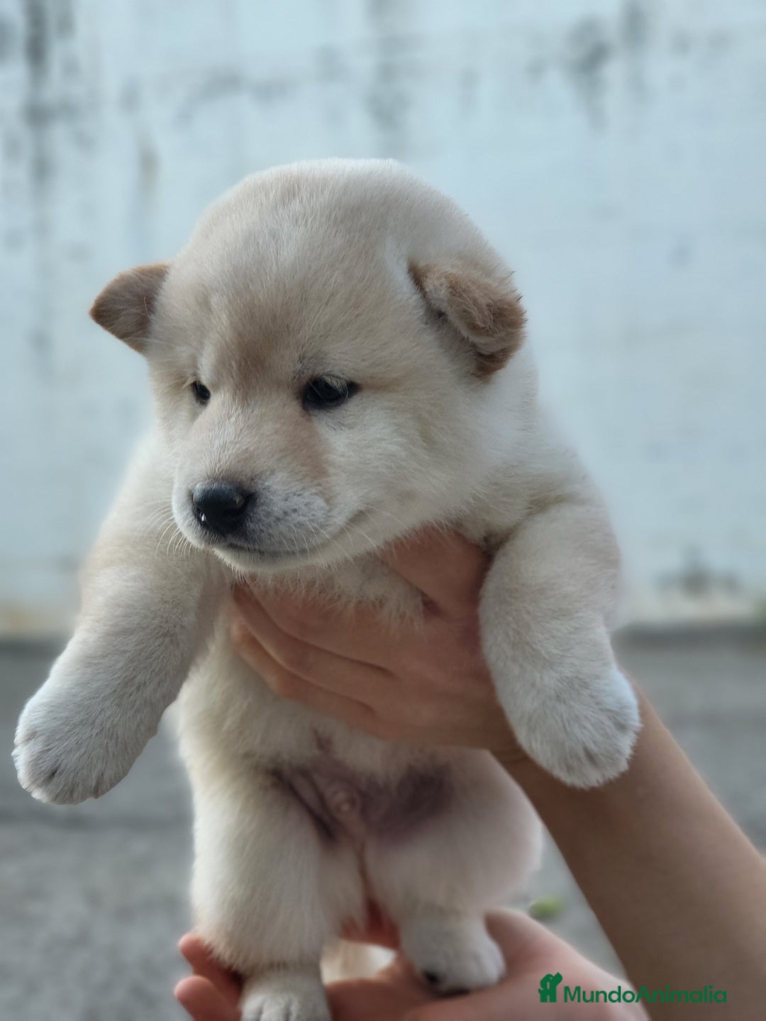 Shiba Inu perros en venta: Cachorros  - Imagen 6